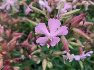 Saponaria lempergii 'Max Frei'