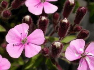 Saponaria ocymoides