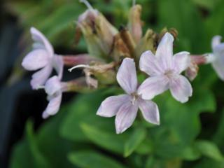 Saponaria officinalis