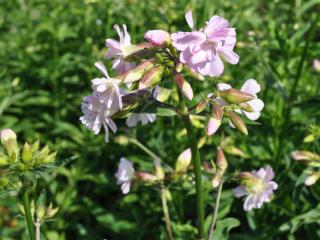 Saponaria officinalis 'Rosea Plena'