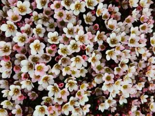 Saxifraga arendsii 'Appleblossom'