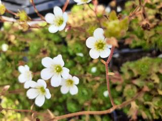 Saxifraga arendsii 'Adebar'