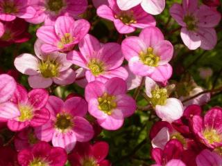 Saxifraga arendsii 'Blütenteppich'