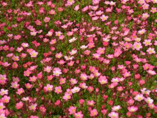 Saxifraga arendsii 'Pixie'