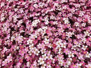 Saxifraga arendsii 'Pixie Red'