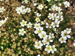 Saxifraga arendsii 'Pixie White'