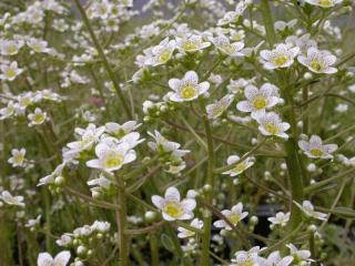 Saxifraga cotyledon