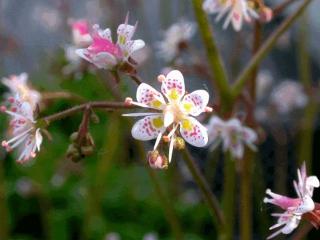 Saxifraga urbium (=umbrosa)