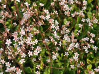 Saxifraga urbium 'Variegata'