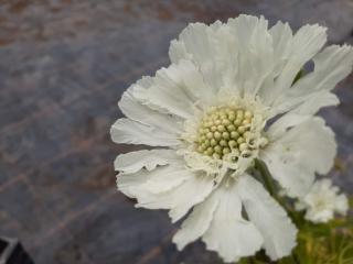 Scabiosa caucasica 'Alba'