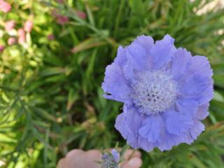 Scabiosa caucasica 'Clive Greves'