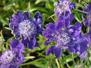 Scabiosa caucasica 'Fama'