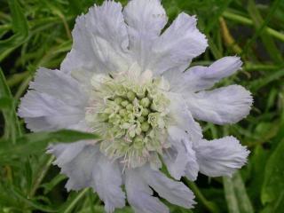 Scabiosa caucasica 'Perfecta'