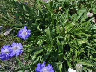 Scabiosa caucasica 'Stäfa'