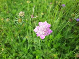 Scabiosa columbaria