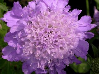 Scabiosa columbaria 'Butterfly Blue'