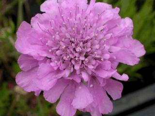 Scabiosa columbaria 'Pink Mist'