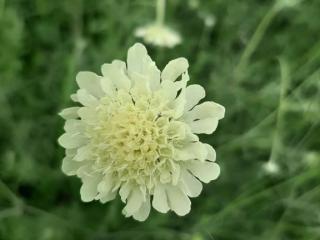 Scabiosa ochroleuca