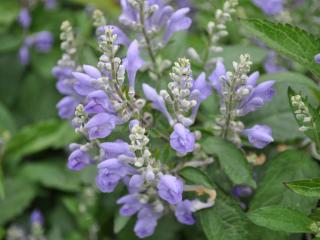 Scutellaria incana