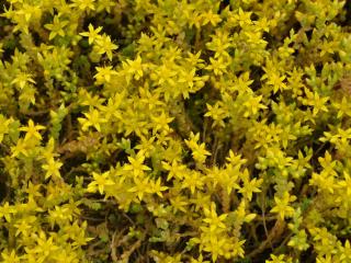 Sedum acre