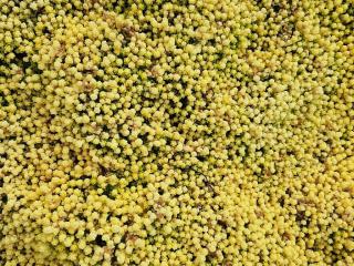 Sedum acre 'Aureum'