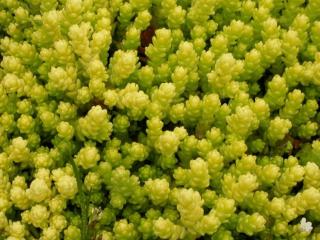 Sedum acre 'Yellow Queen'