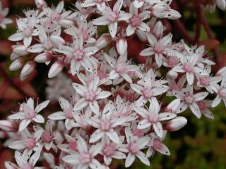 Sedum album 'Murale'