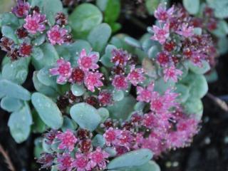 Sedum cauticola 'Lidakense'