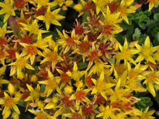 Sedum floriferum 'Weihenstephaner Gold'