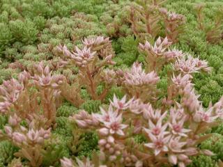 Sedum hispanicum