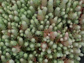 Sedum hybride 'Blue Spruce'