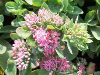 Sedum hybride 'Carl'