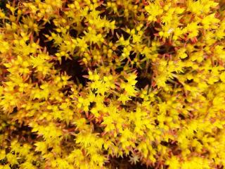 Sedum hybride 'Chocolate Ball'