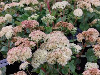 Sedum hybride 'Gooseberry Fool'