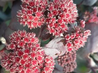 Sedum hybride 'Karfunkelstein'