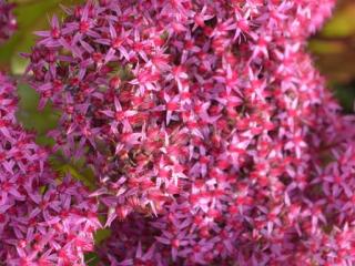 Sedum hybride 'Mister Goodbud' ®