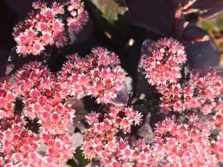 Sedum hybride 'Purple Emperor'