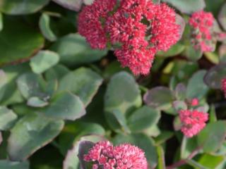 Sedum hybride 'Red Cauli'