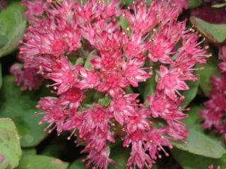 Sedum hybride 'Robustum'