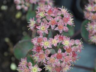 Sedum hybride 'Strawberry and Cream'