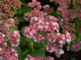 Sedum hybride 'Stewed Rhubarb Mountain'