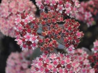 Sedum hybride 'Xenox' ®