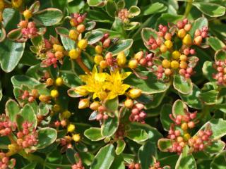 Sedum kamtschaticum 'Variegatum'