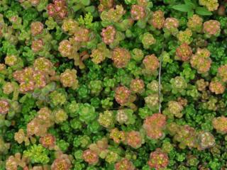 Sedum oreganum