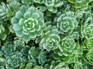 Sedum pachyclados