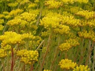 Sedum reflexum