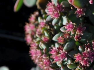 Sedum sieboldii