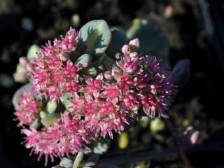 Sedum sieboldii 'Mediovariegatum'