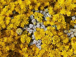 Sedum spathulifolium 'Cape Blanco'