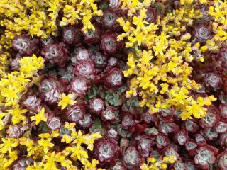 Sedum spathulifolium 'Purpureum'